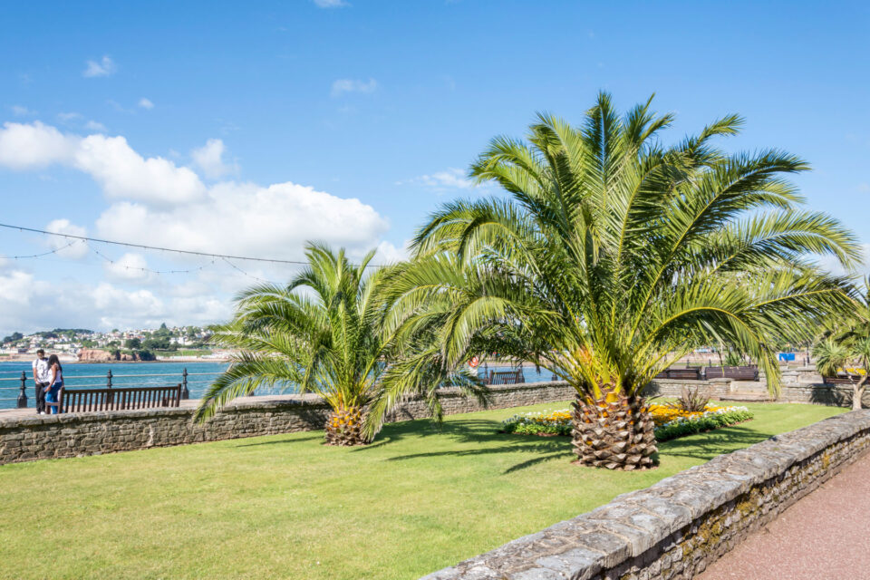 Vibrant green palm trees on Torquay seafront, with bright blue sea in the background.