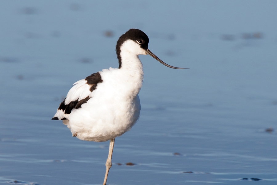 Avocet, Devon Birdwatching