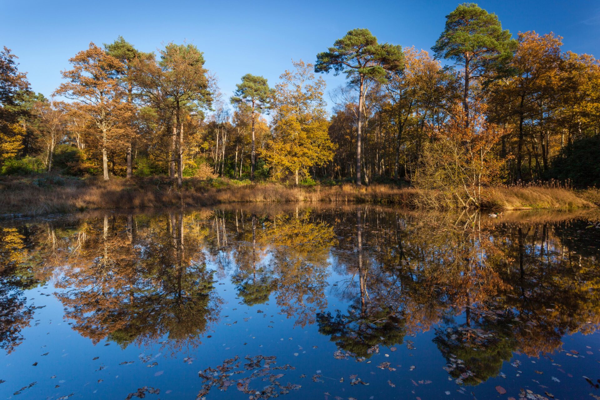 Stover Country Park, Devon