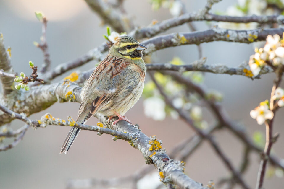 Cirl Bunting birdwatching