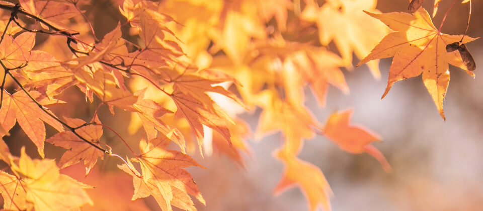 Autumn Leaves