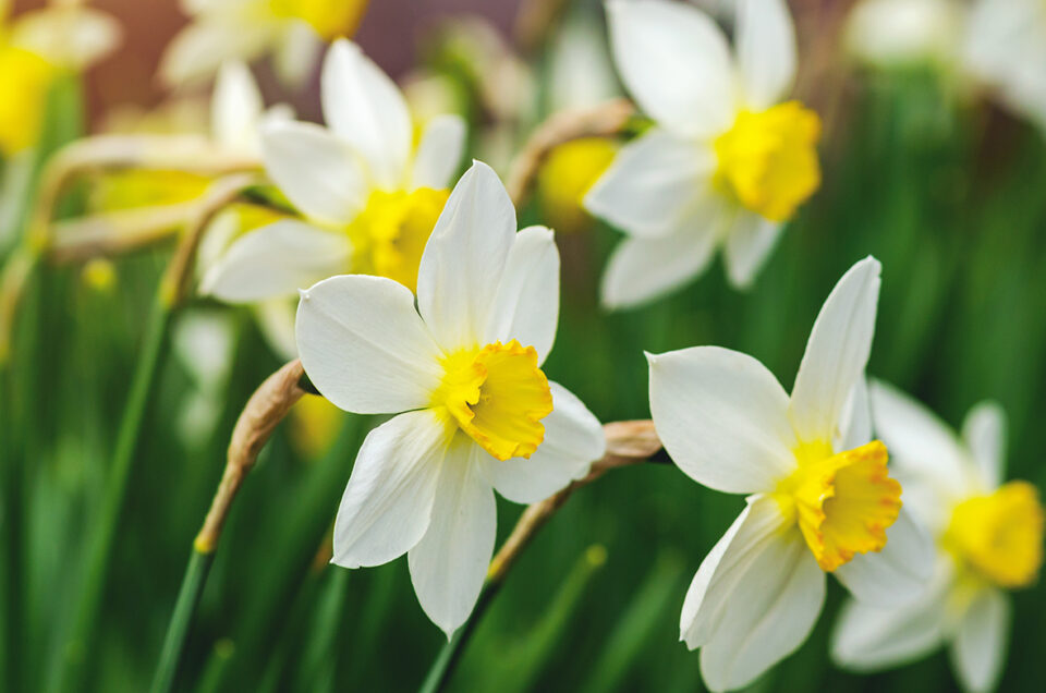 Beautiful daffodil flowers growing in a spring garden